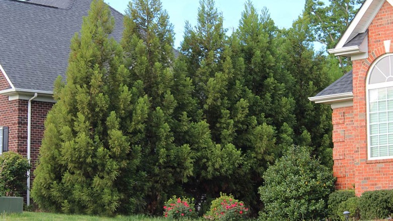 Cryptomeria Radicans Tree between houses