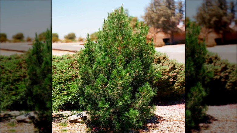 young Eldarica Pine tree