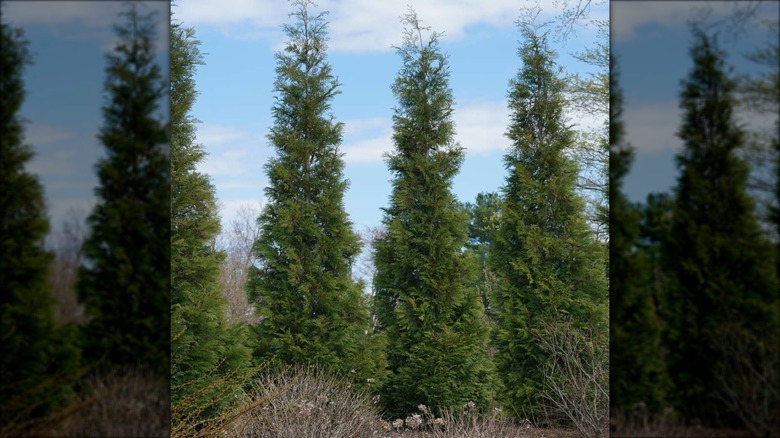 row of American Pillar Arborvitae trees