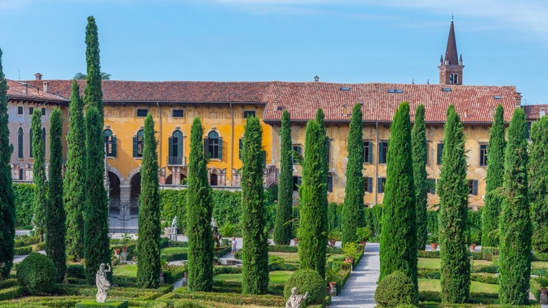 Italian Cypress Trees outside house