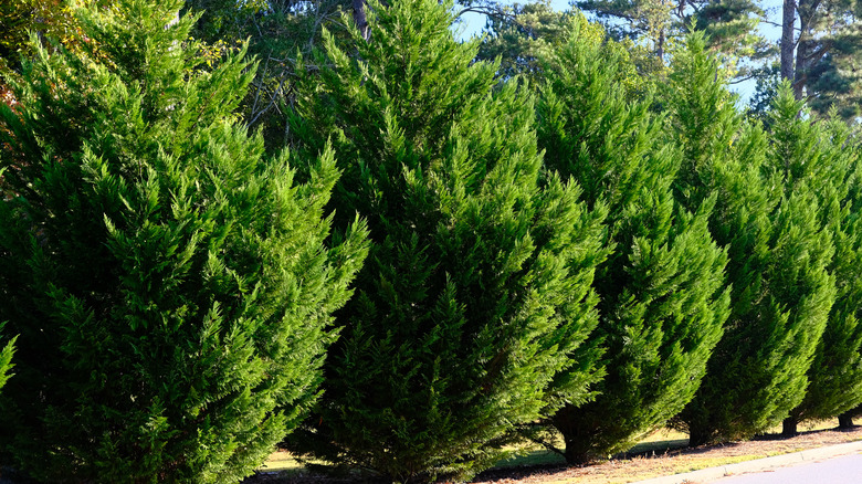 row of Leyland Cypress Trees