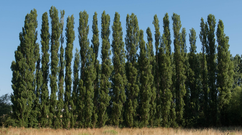 row of Lombardy Poplar trees