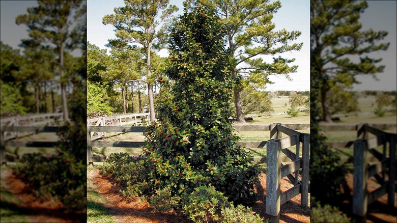 Red Holly Tree