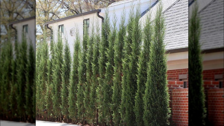 row of Taylor Juniper trees