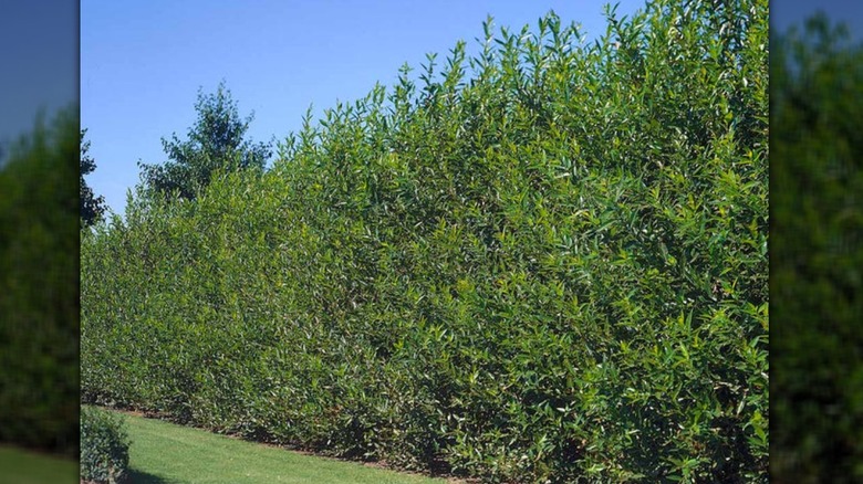 row of Willow Hybrid Trees 