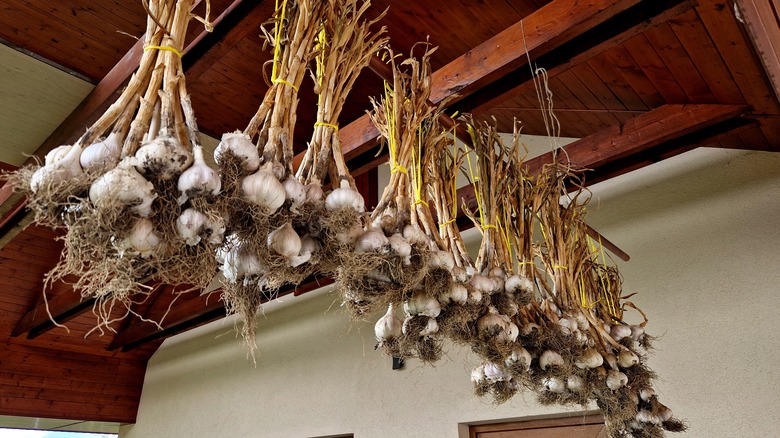 garlic bulbs hanging