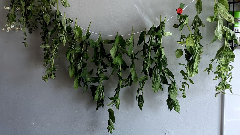 herbs on line drying