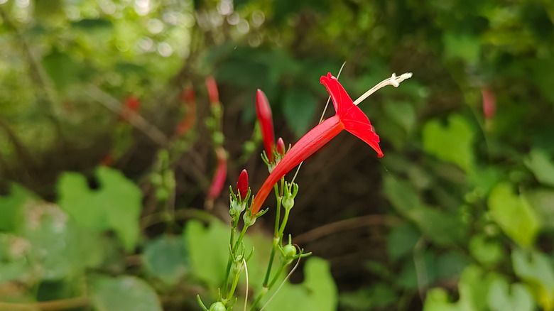 Several buds of cardinal climber flowers wait to bloom, but one is open.