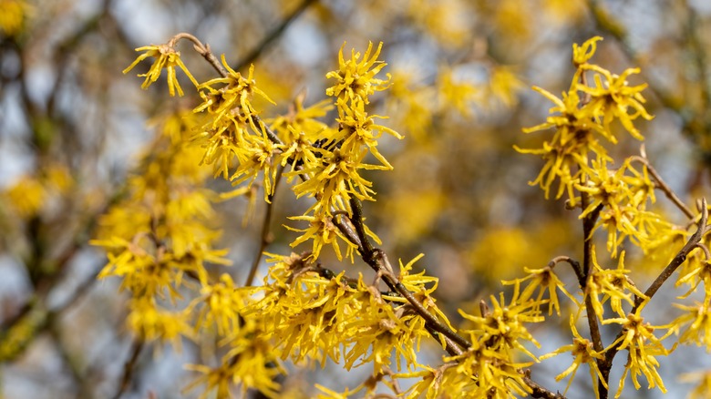 American witch-hazel blooms flowers