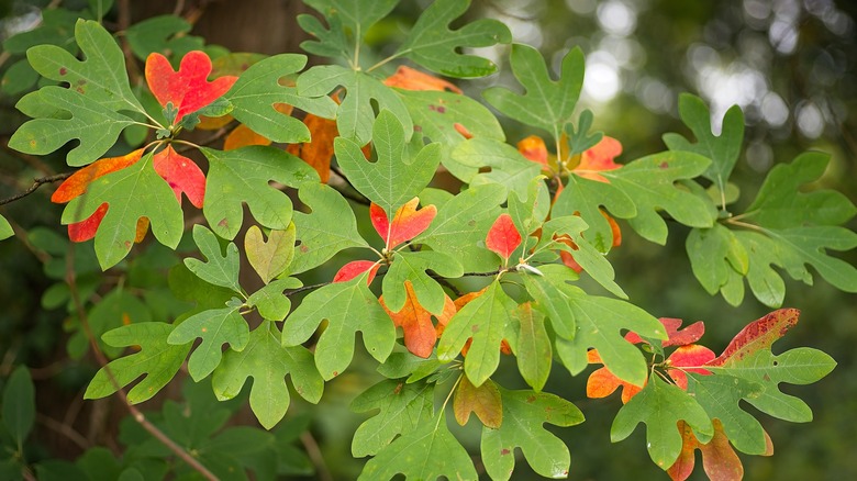 common sassafras leaves turning red