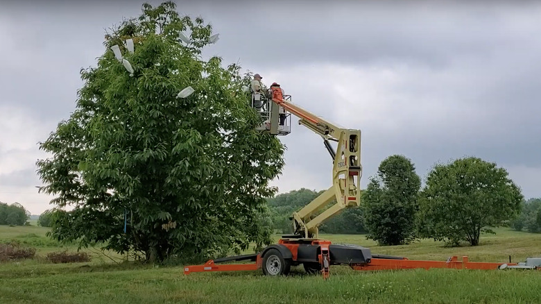 American chestnut tree 