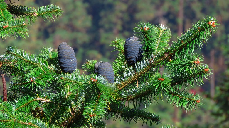 balsam fir branch with pinecones