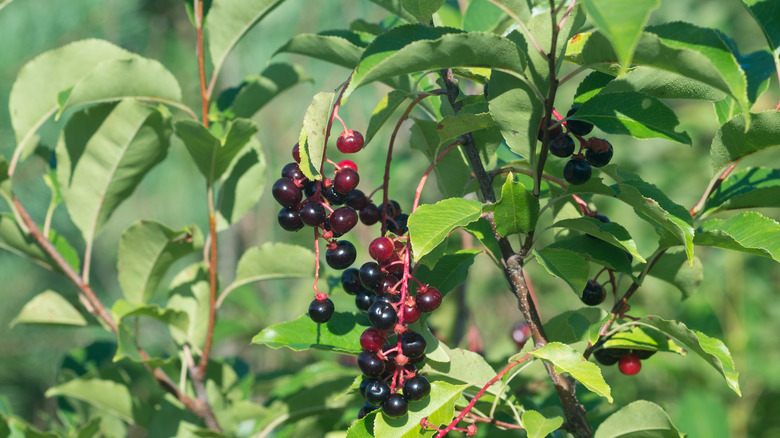 black cherry tree leaves berries