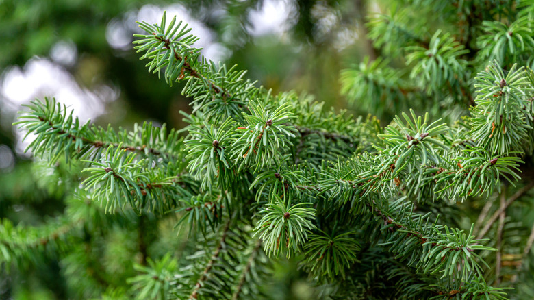 Douglas fir branch