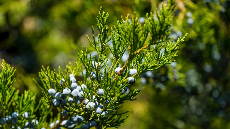 juniperus virginiana branch with berries