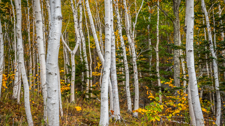 Paper birch trunks autumn forest