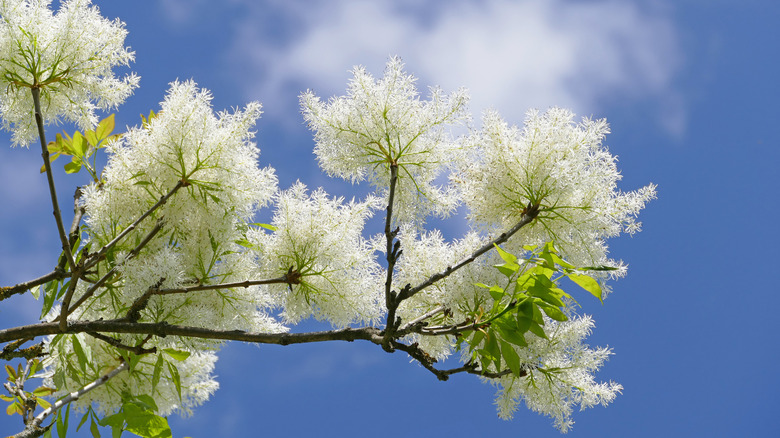 white ash tree with flowers 