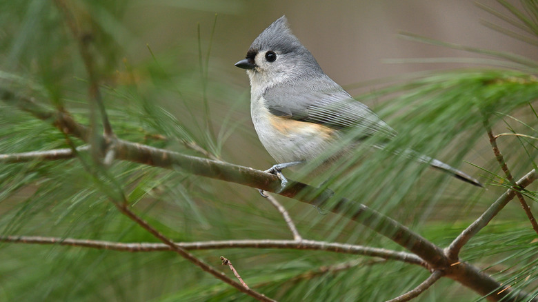 tufted titmouse in white pine