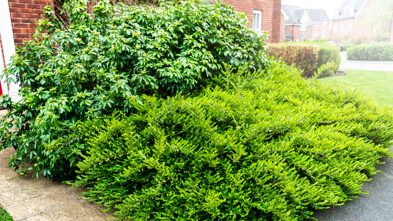 Green overgrown shrubs in yard