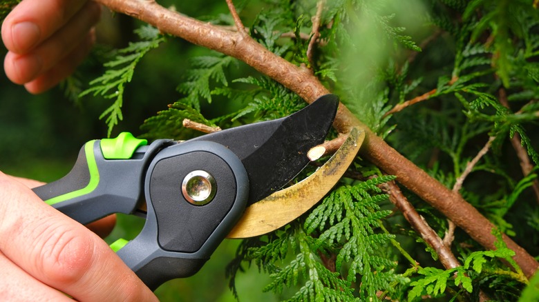 Person pruning branch from shrub