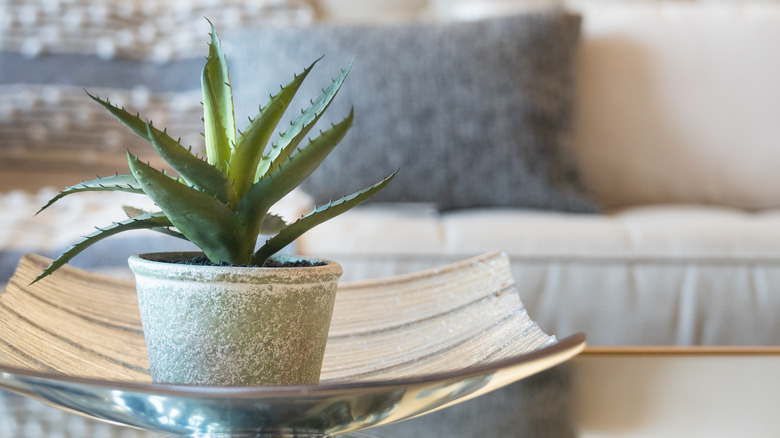 potted aloe vera plant