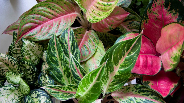 leaf varieties of Chinese evergreen 