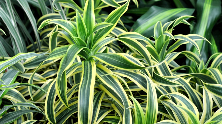 Dracaena leaves