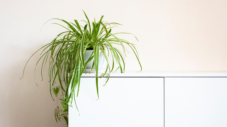 potted spider plant