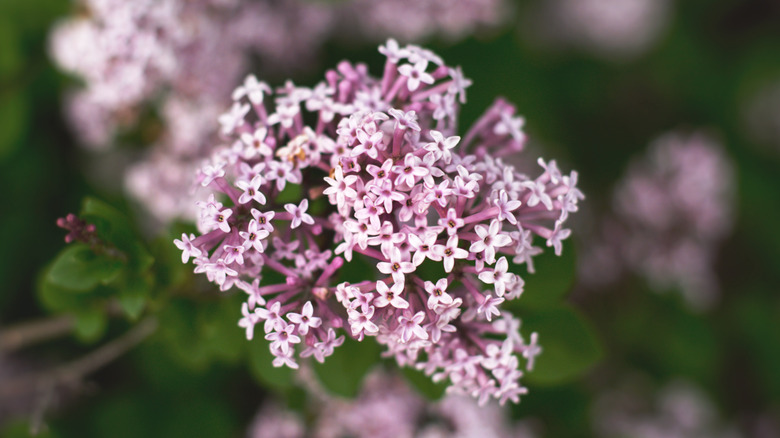 pink valerian flowers