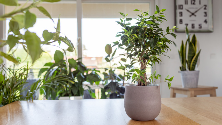 Small weeping fig tree