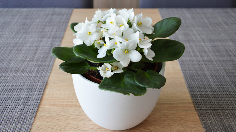 White African violet in pot