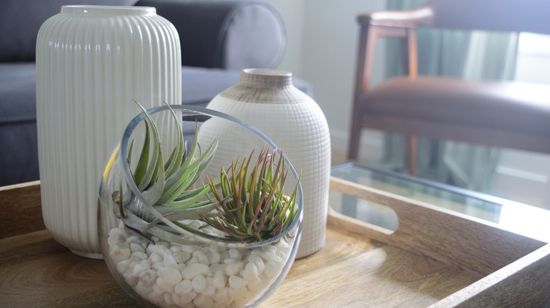 Indoor Air plant in dish