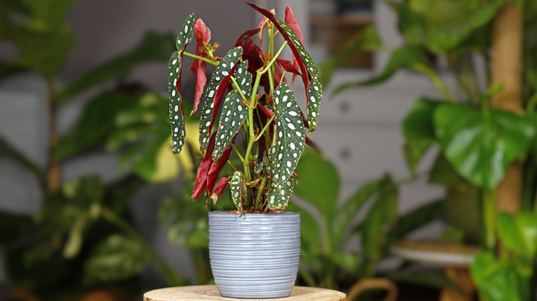 tropical houseplant on table