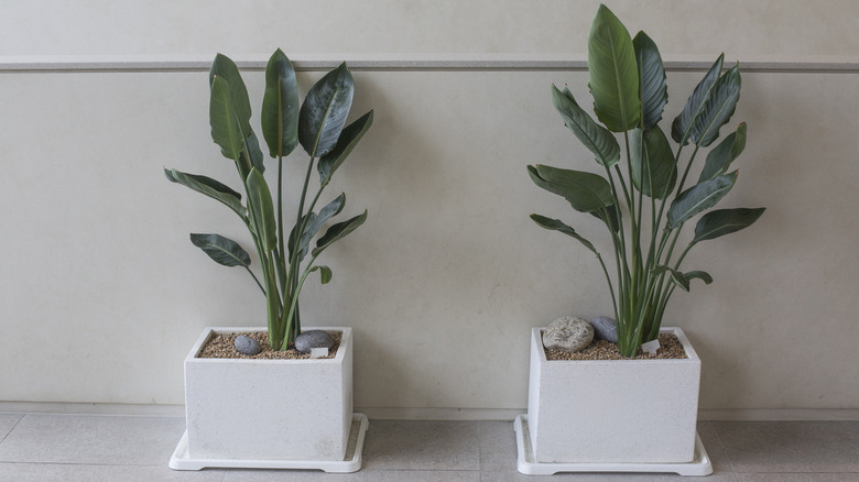 Bird of paradise plants in pots