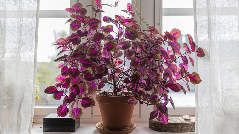 Coleus plant indoors