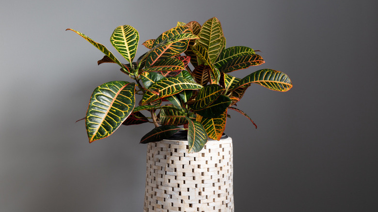 Croton plant in basket