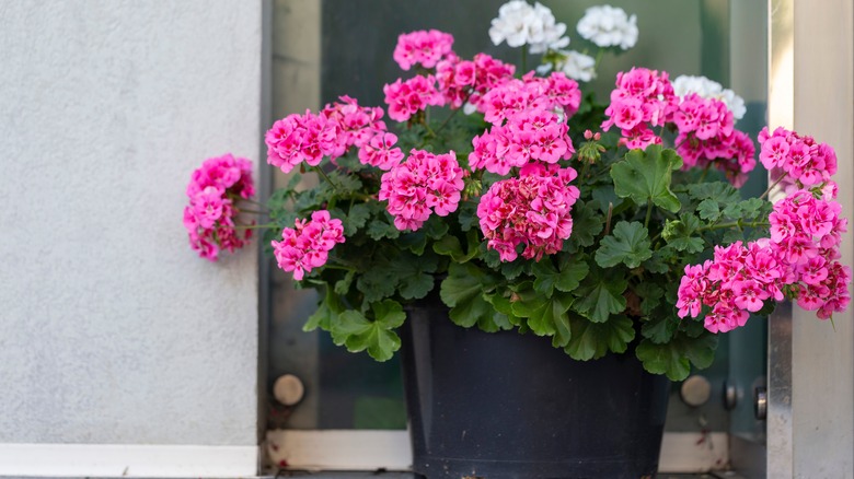 Geranium flowers in a pot