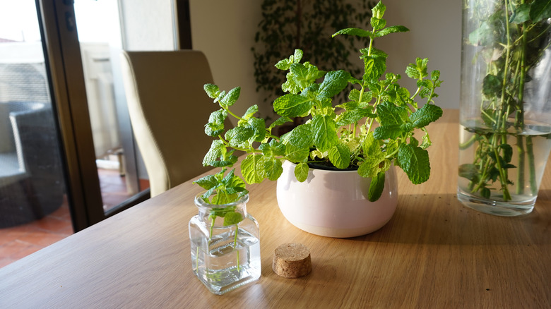 Mint leaves in containers