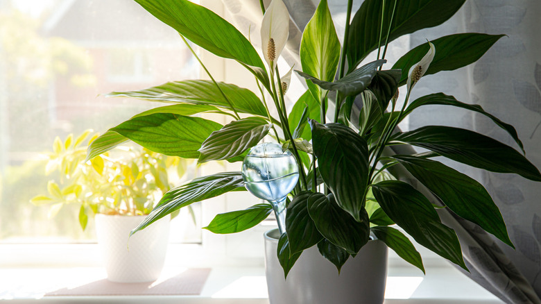 potted peace lilies 