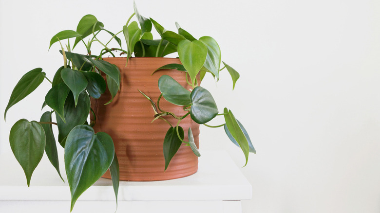 Philodendron plant in pot