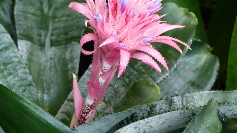 Pink aechmea fasciata