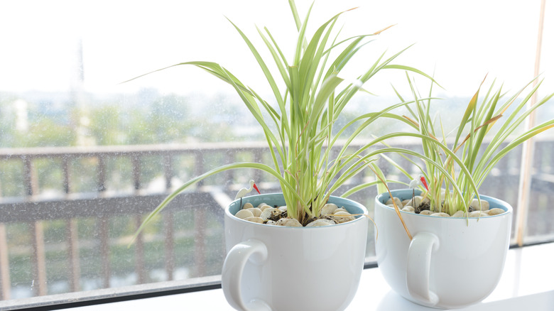 Spider plants in pots