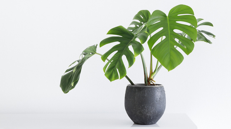 Monstera in a gray pot