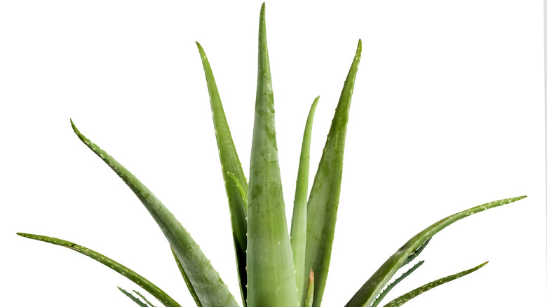 Aloe vera in pot