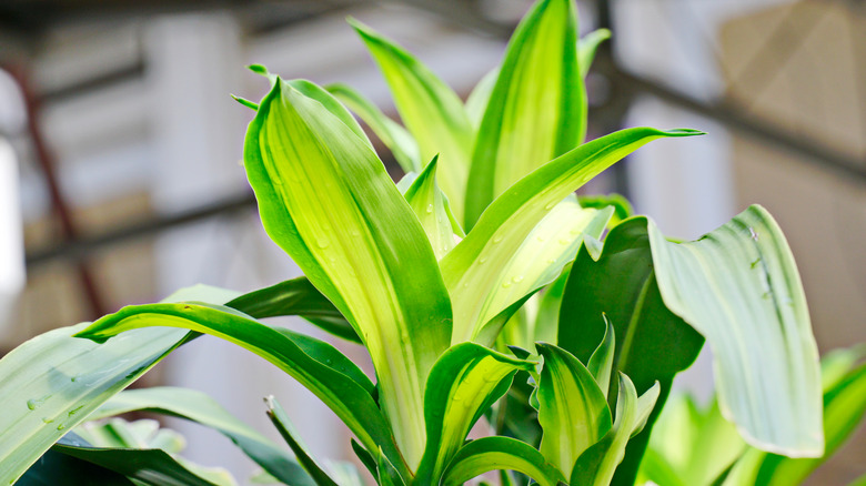 Corn plant