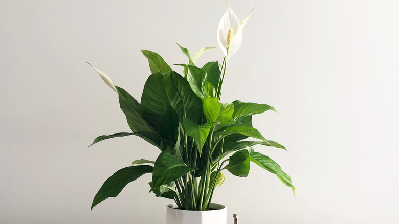 Peace lily