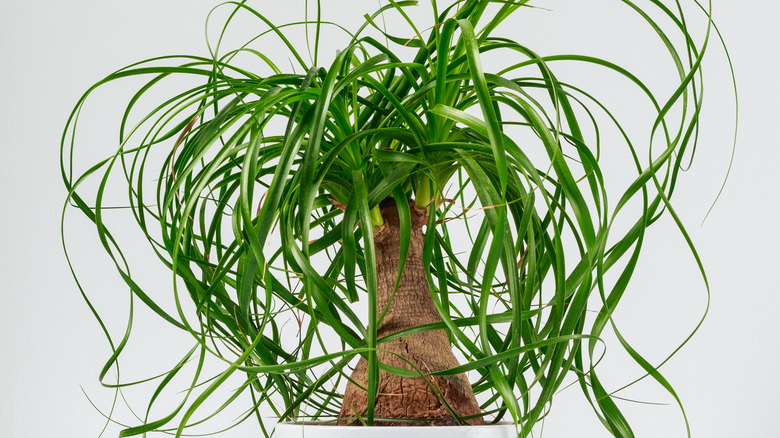 Ponytail palm