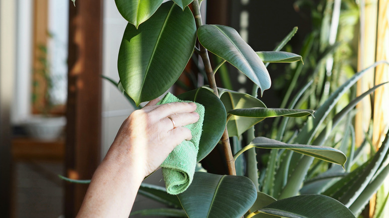 Caring for rubber plant