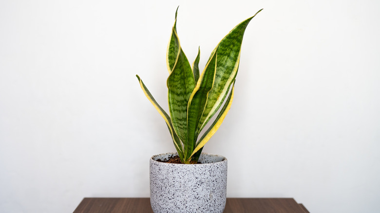 Snake plant