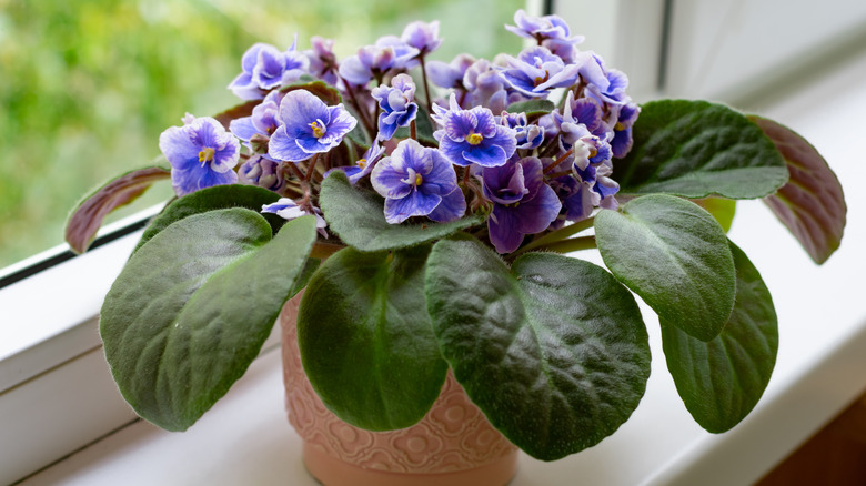 African violet by a window